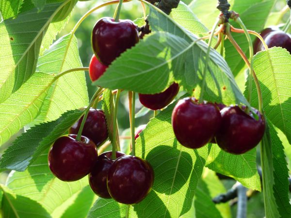 árbol,rama,planta,Fruta,baya,dulce