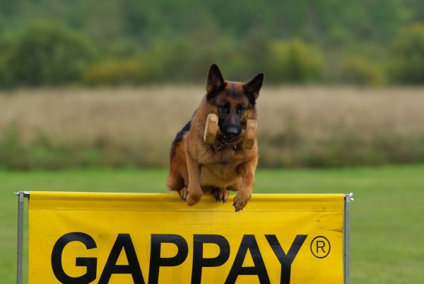 Hund,Tier,Säugetier,Schäferhund,Wettbewerb,springen