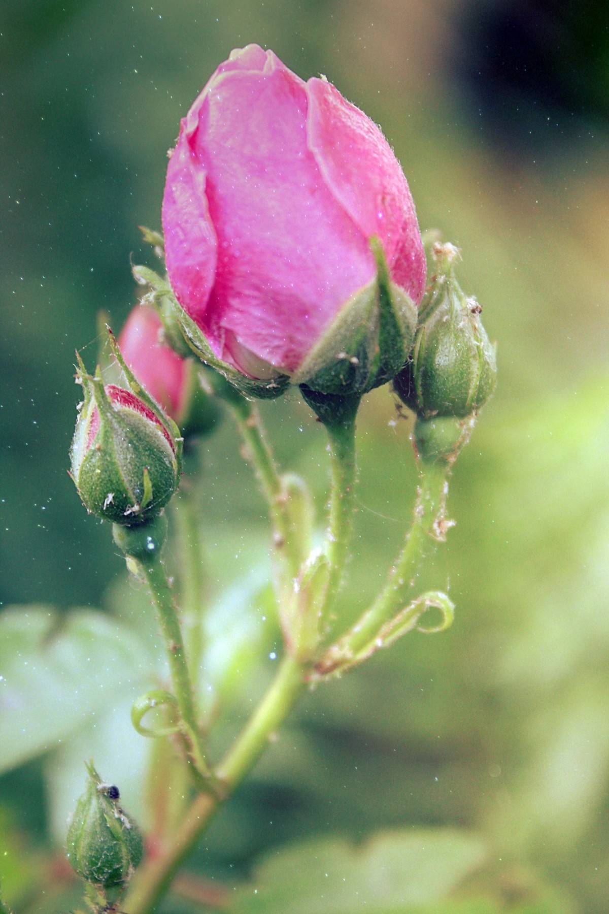 natur, blomstre, anlegg, fotografering, blad, blomst, petal, blomst, sommer, kjærlighet, rose, grønn, romantisk, botanikk, hage, rosa, flora, glitter, Wildflower, blomster, nærbilde, blader, petals, knopp, Rose blader, parfyme, rose blomst, makrofotografering, rosa roser, blomstrende plante, hageroser, rosefamilien, plante stammen, landanlegg