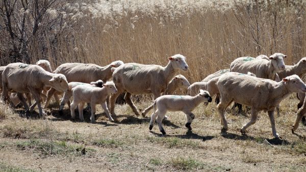 la nature,troupeau,pâturage,pâturage,faune,chèvre