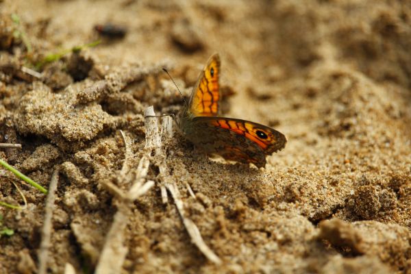 natur,vinge,sand,åpen,hvit,fotografering