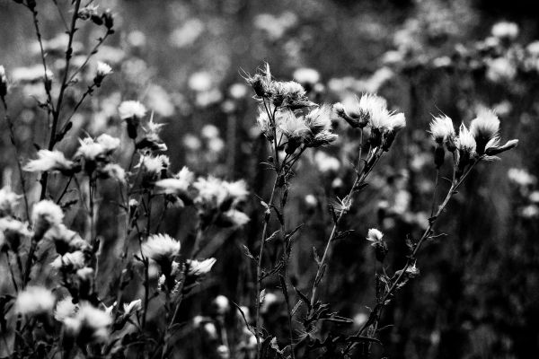 Preto e branco,panorama,natureza,grama,ramo,plantar