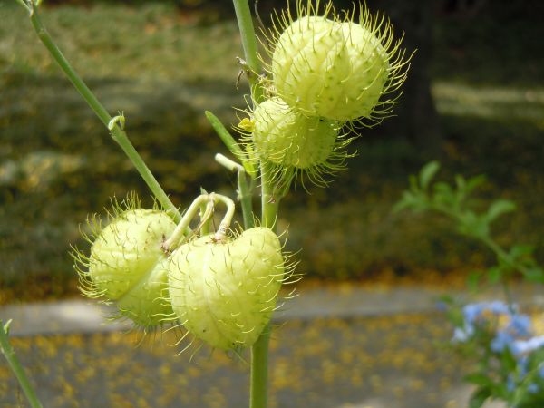 natura, crescita, pianta, terra, stelo, prato