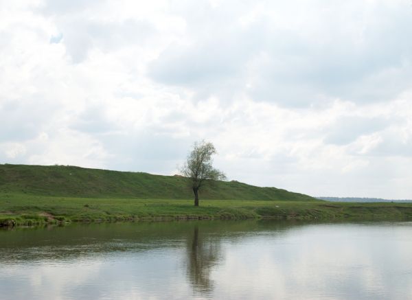 maisema, puu, pilvi, vesi, luonto, marsh