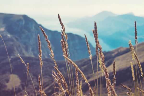 la nature, herbe, paysage, arbre, eau, horizon