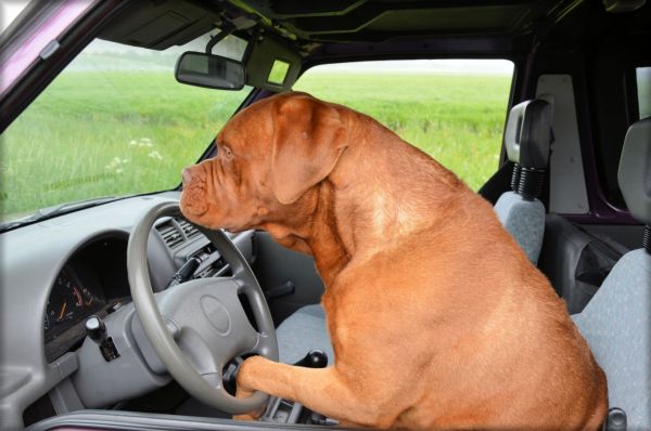 Auto,Fahren,Hund,Haustier,Lenkung,Autositz