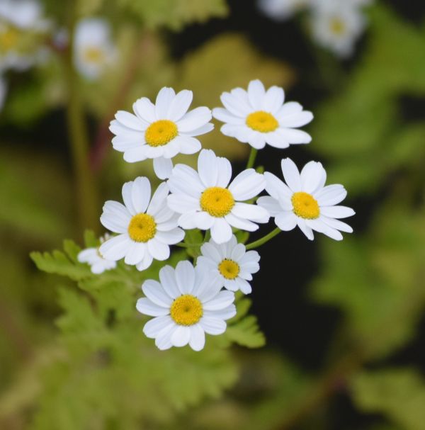 自然, 花, 工場, 白, 草原, 花