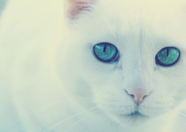 white,kitten,cat,mammal,color,blue