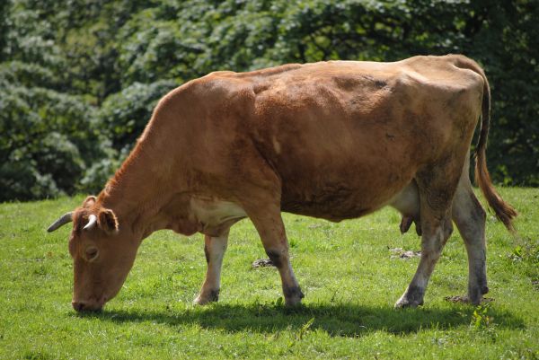 naturaleza, césped, campo, granja, prado, animal