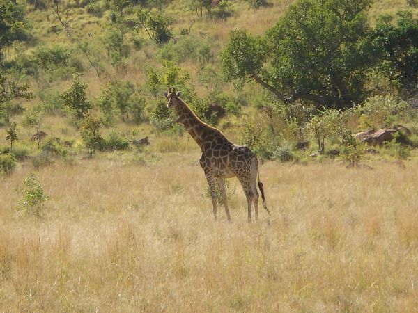 Prärie, Abenteuer, Tierwelt, wild, Afrika, braun