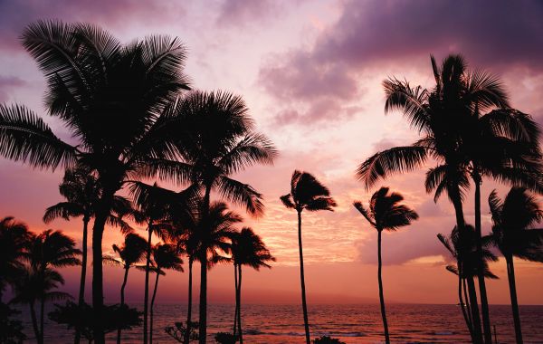 tree,sunrise,sunset,silhouette,plant,palm tree