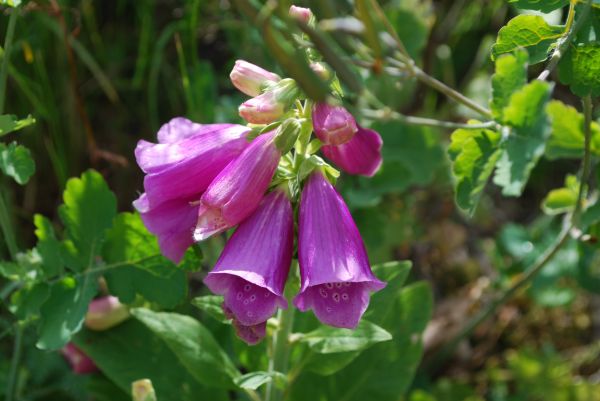 blossom,plant,flower,summer,green,botany