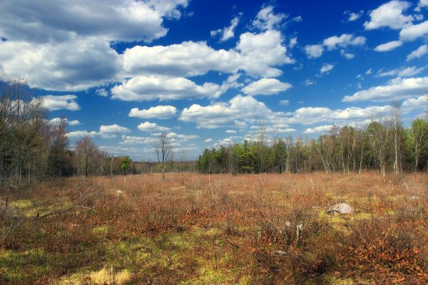 landschap,boom,natuur,Bos,gras,moeras