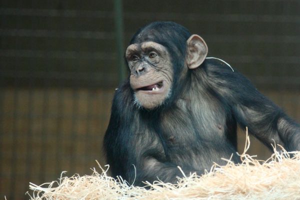 zwierzę,dzikiej przyrody,dziki,ogród zoologiczny,posiedzenie,ssak