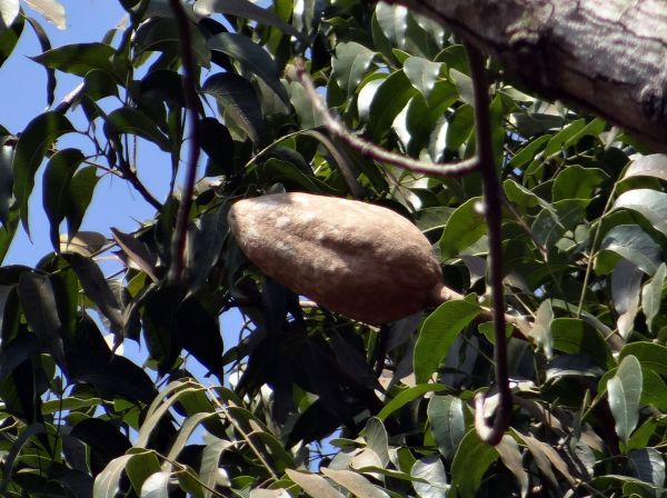 árbol,rama,planta,hoja,flor,Fruta