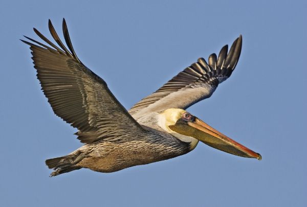 alam, burung, sayap, Pelican, Burung laut, penerbangan