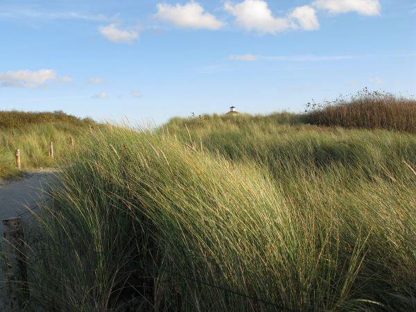 strand, landskap, hav, kust, träd, natur