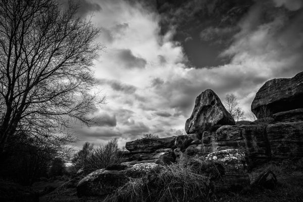 boom, natuur, rots, berg-, landschap, Bos