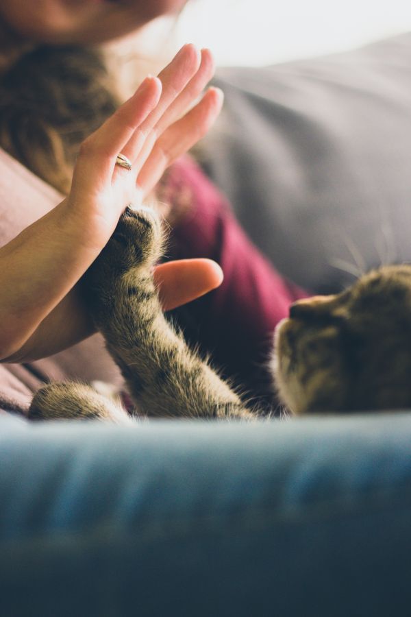 mano,fotografía,anillo,pierna,mascota,gato