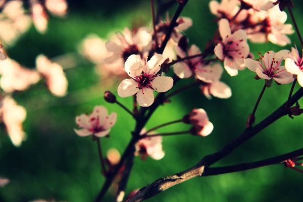 arbre,la nature,branche,fleur,plante,chaud