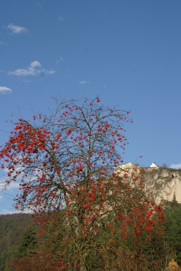 strom,Příroda,větev,rostlina,květ,hora