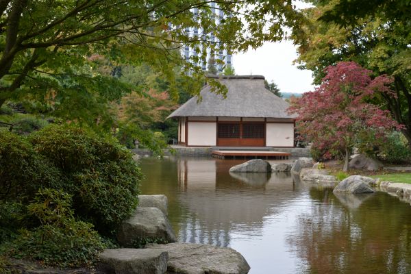 树, 水, 建筑, 屋, 花, 建造