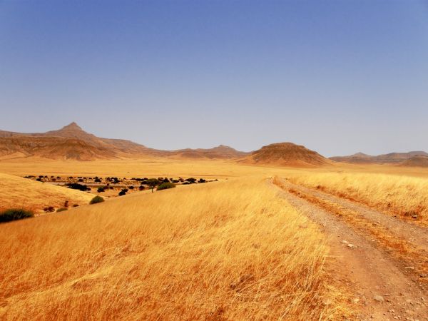 paysage, le sable, horizon, champ, prairie, Piste