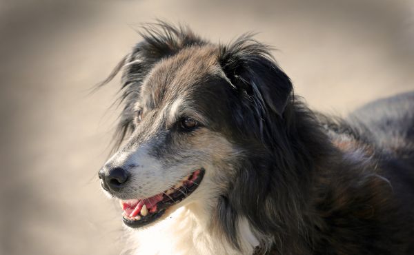 chien,colley,animal de compagnie,courir,vue,mignonne