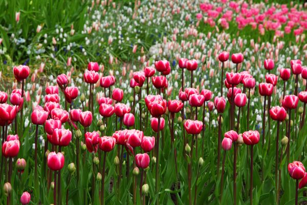 natură,inflori,plantă,camp,floare,petală