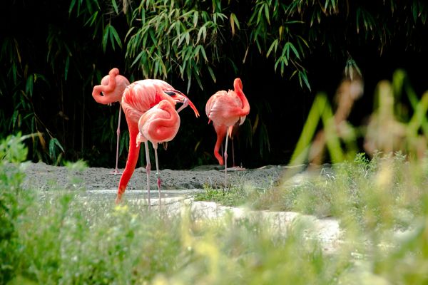 水, 自然, 鳥, 花, 動物, 野生動物