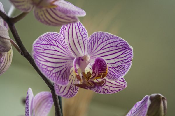 花,工場,花,紫の,花弁,植物学