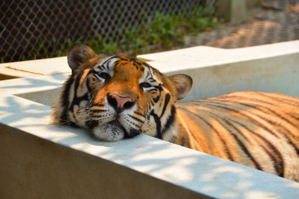 natură, animal, in cautarea, masculin, animale sălbatice, în aer liber