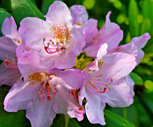 fleur,plante,fleur,pétale,printemps,botanique