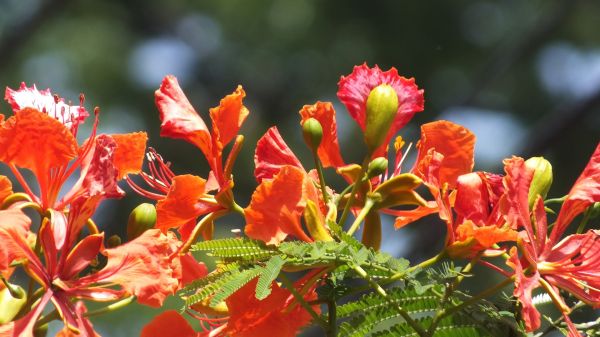 arbre,fleur,plante,feuille,fleur,amour