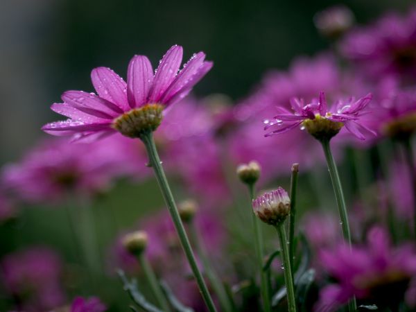 natur, blomma, växt, äng, fält, prärie