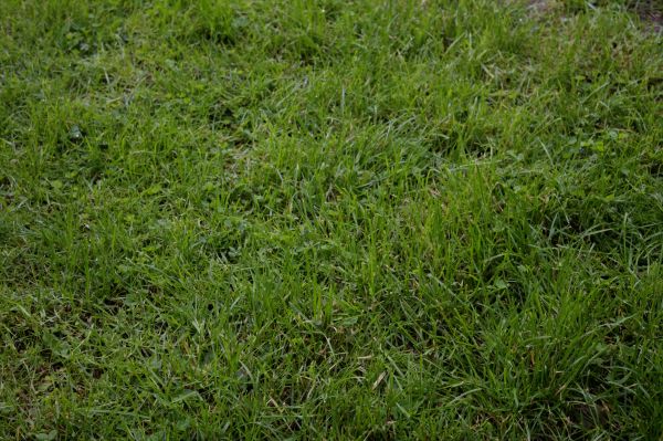 grass, plant, field, lawn, landscape, nature