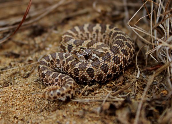 sand, kaktus, prärie, vilda djur och växter, reptil, död