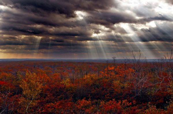 paysage,arbre,la nature,forêt,horizon,nuage