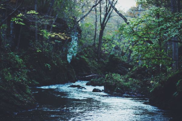 forêt,ruisseau,région sauvage,rivière,courant,ruisseau