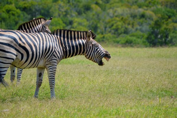 região selvagem,animal,pradaria,aventura,período de férias,viagem