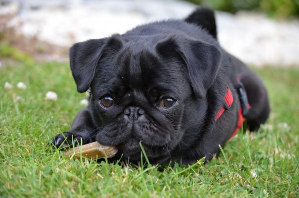 puppy,hond,schattig,zoogdier,vacht,zwart