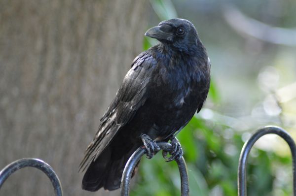 oiseau,faune,le bec,noir,faune,vertébré