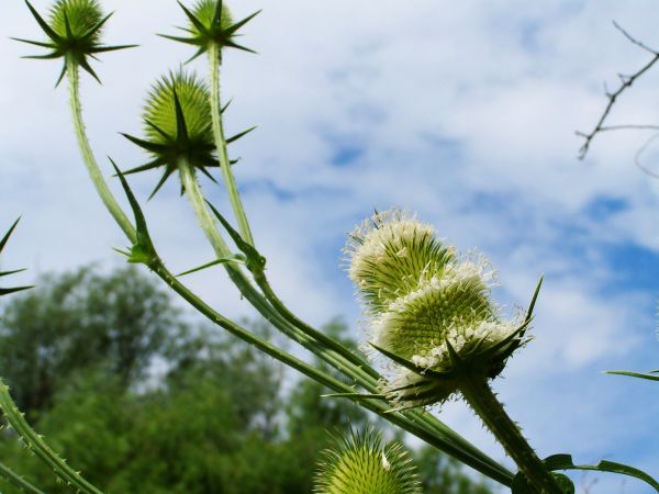 natur,gress,gren,blomstre,anlegg,tre