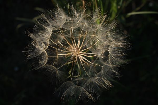 性质,草,科,光,厂,摄影