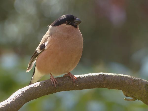 natură, ramură, pasăre, animale sălbatice, cioc, Femeie