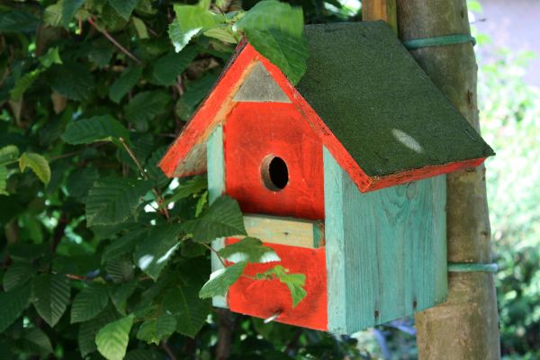 arbre, la nature, oiseau, fleur, garçon, maison