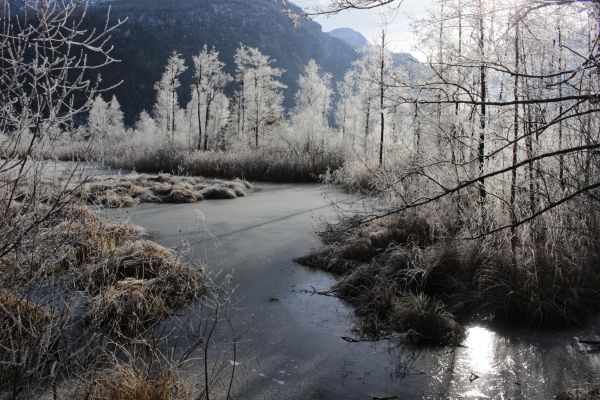 paesaggio, albero, acqua, natura, foresta, natura selvaggia