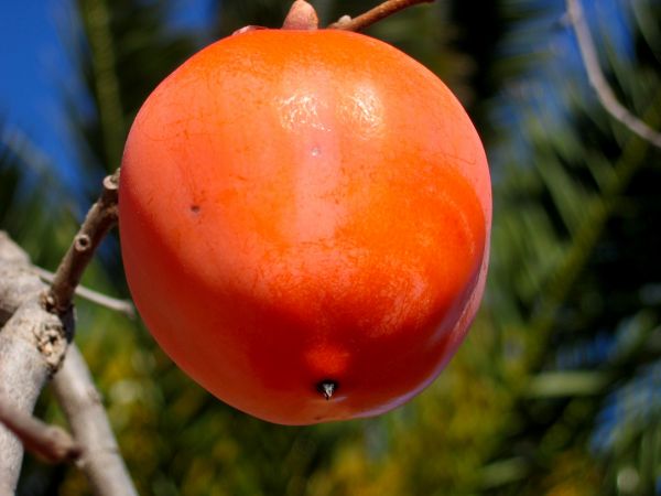 plante, frugt, træ, natur, afdeling, blomst