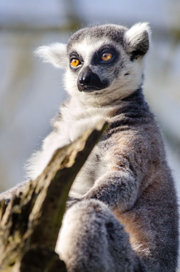 prsten,Nohy,roztomilý,zvěř a rostlinstvo,zoologická zahrada,savec