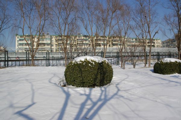 träd,natur,snö,vinter-,Hem,is